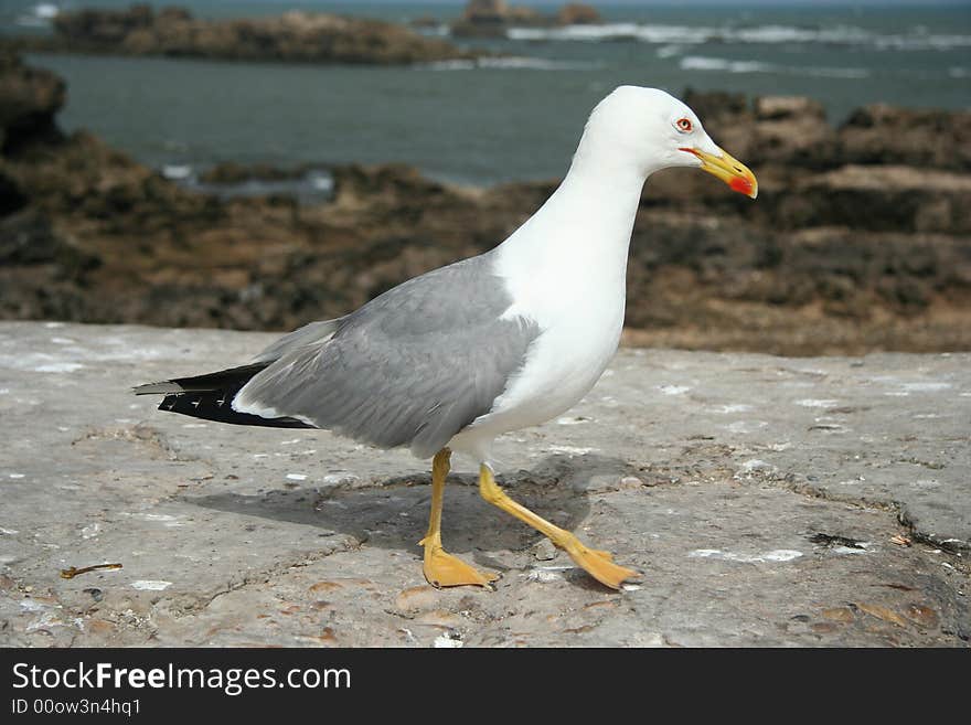 Seagull in the Essaouira port, Morocco