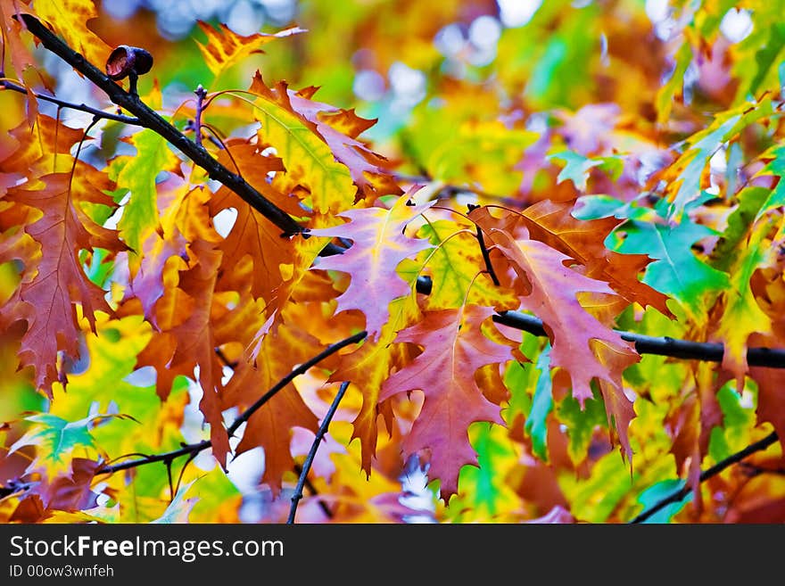 Beautiful Leafs in forest during autumn. Beautiful Leafs in forest during autumn