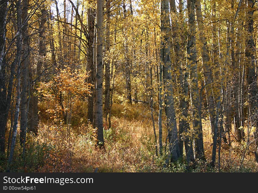 Golden aspen forest in fall. Golden aspen forest in fall.