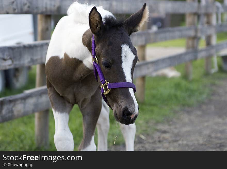 Young brown and white colt.