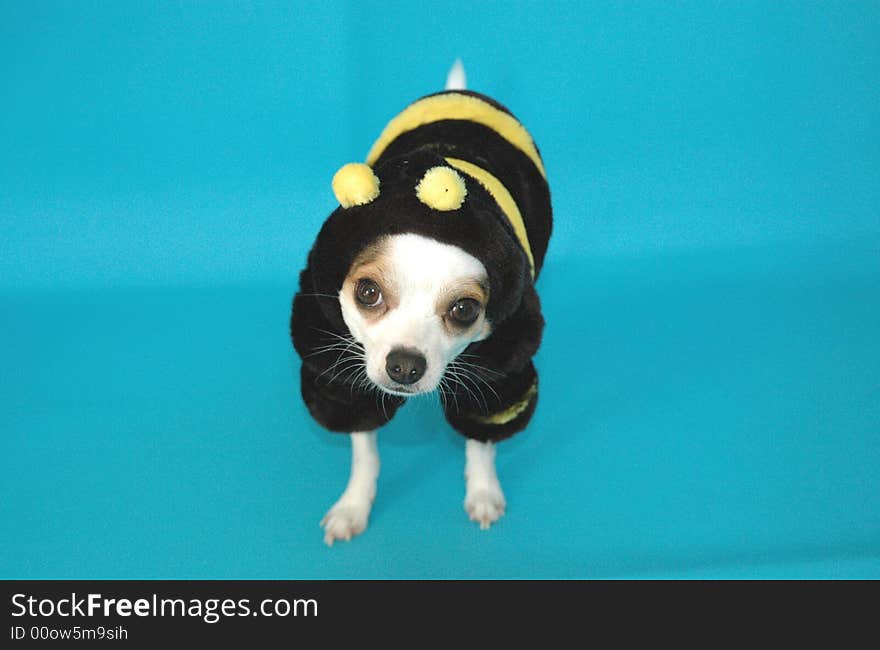 Bumble bee chihuahua