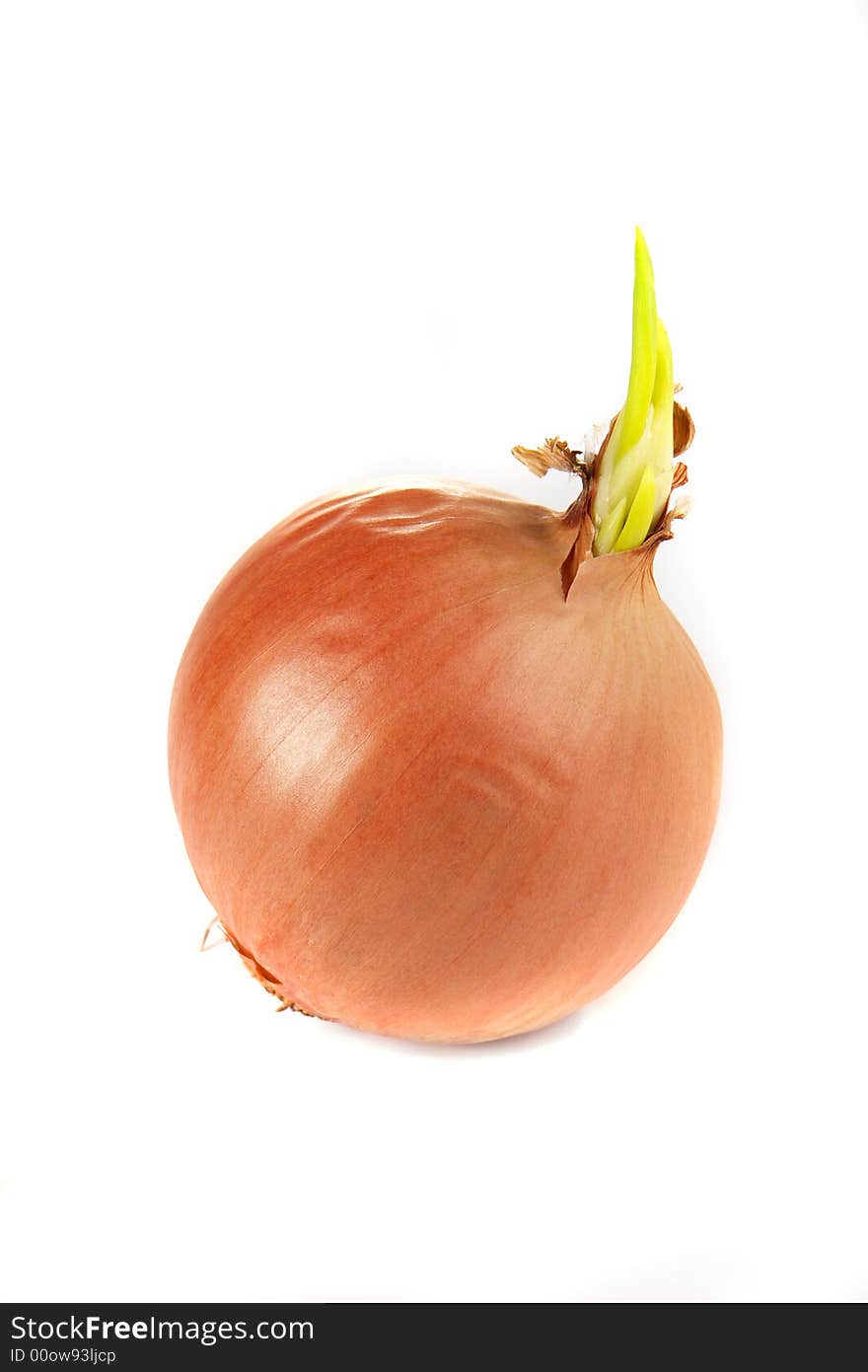 Onions on a white background