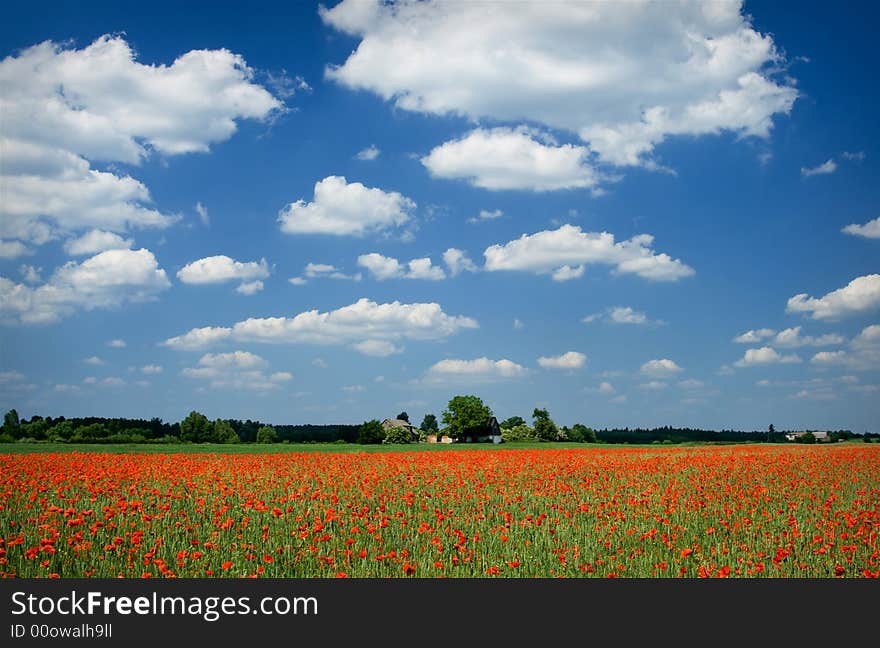 Arable field with many poppy flowers