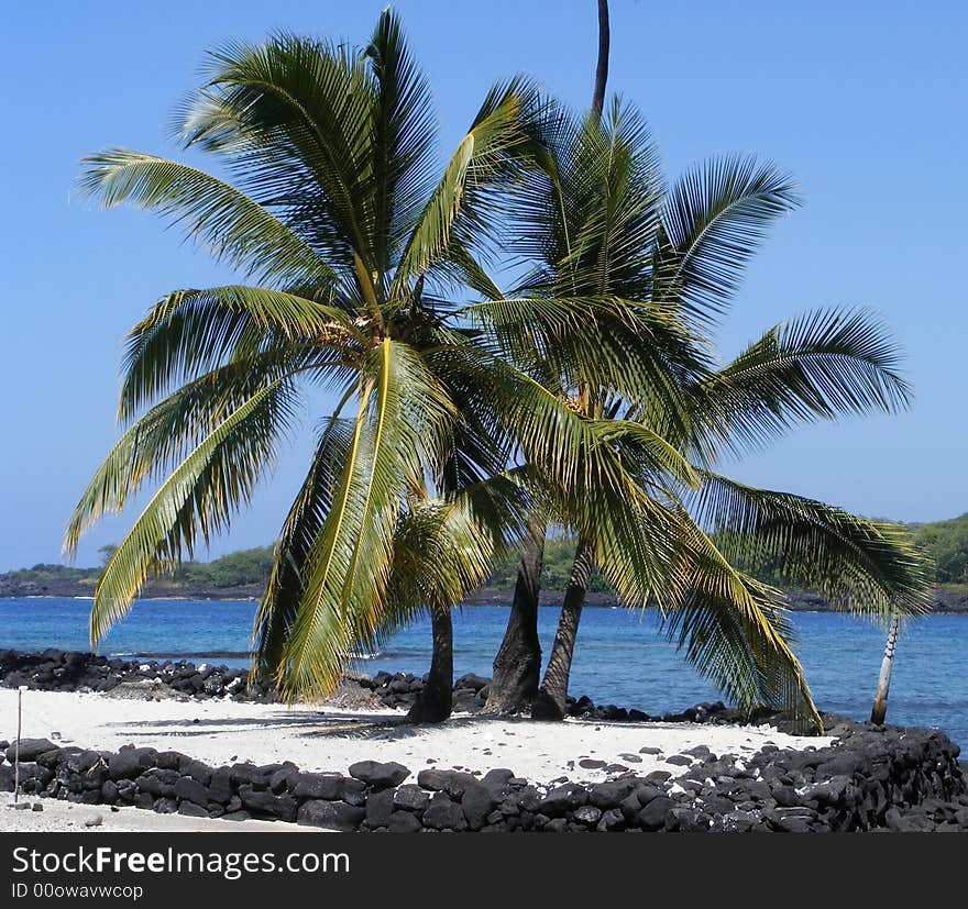 Palm trees border the ocean at Pu'uhonua O Hohauhan, otherwise known as the Place of Refuge