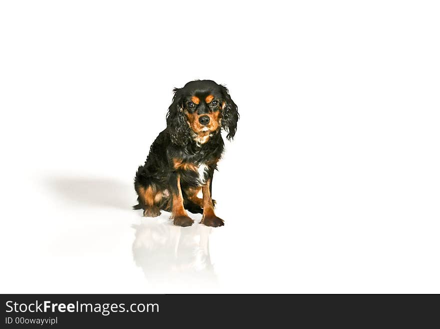 Sweet black and tan dog on a white background. Sweet black and tan dog on a white background