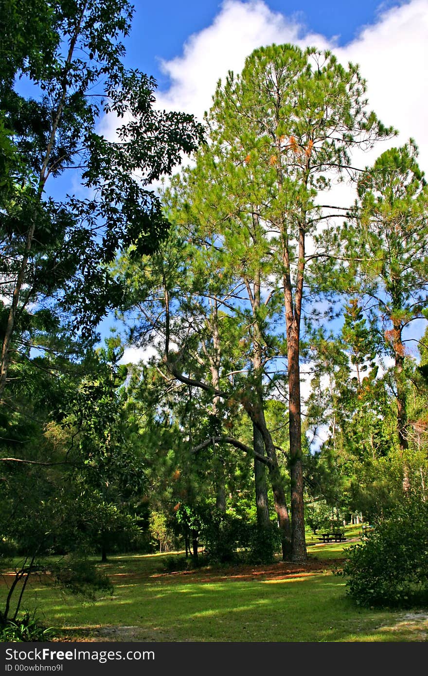 Eli Creek, Faser Island, Australia