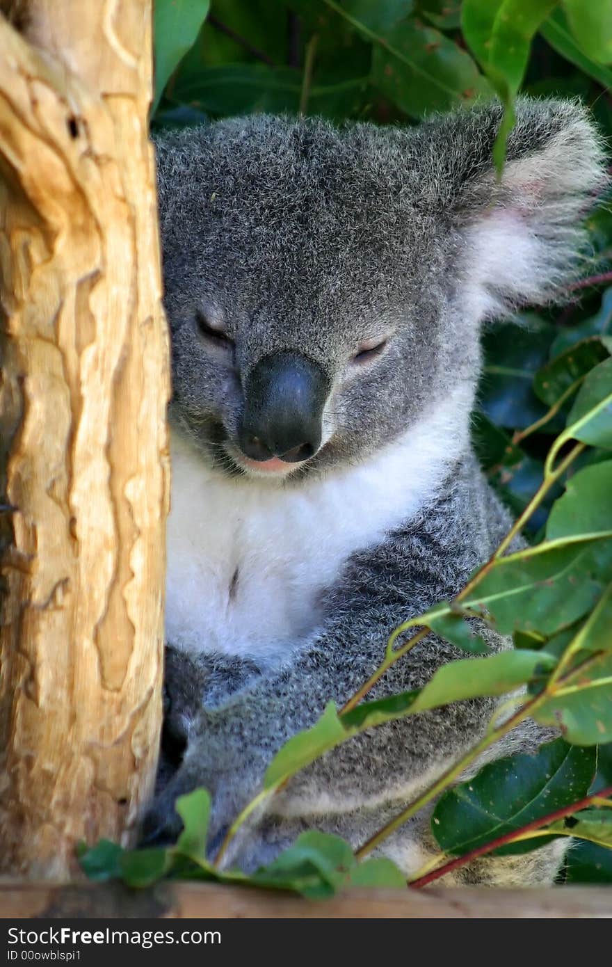 Stock image of a Koala Bear