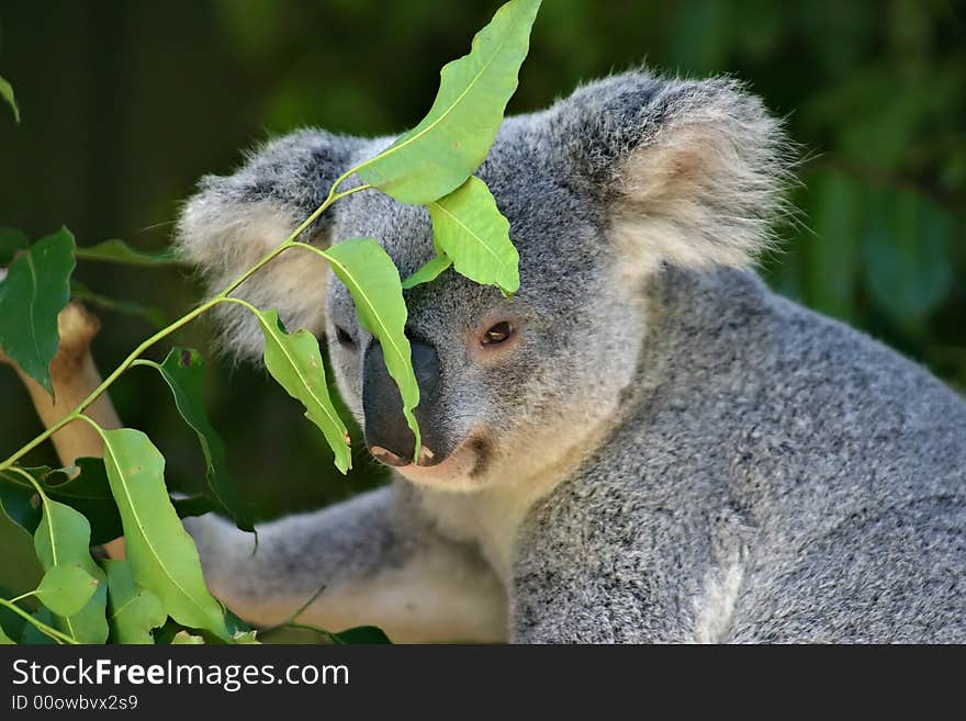 Stock image of a Koala Bear