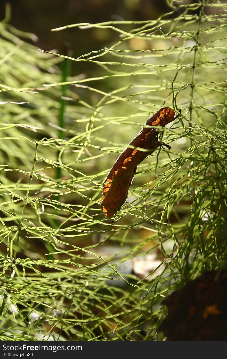 Interesting grass in a solar wood. Interesting grass in a solar wood