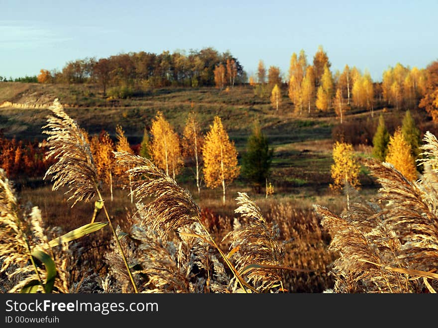 Yellow autumn hills in Ukraine. Yellow autumn hills in Ukraine