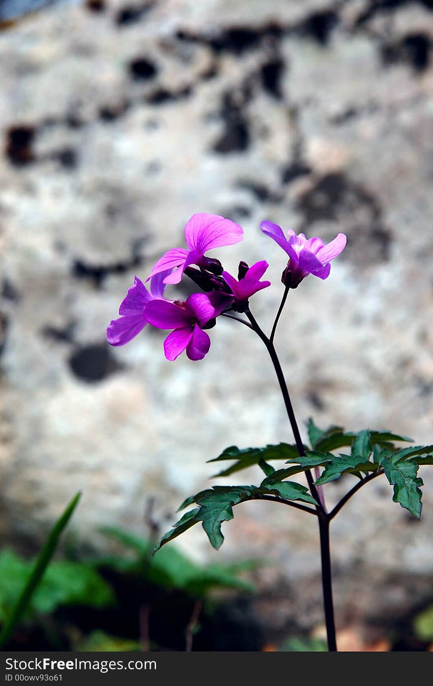 Lilac flower growing in the mountains