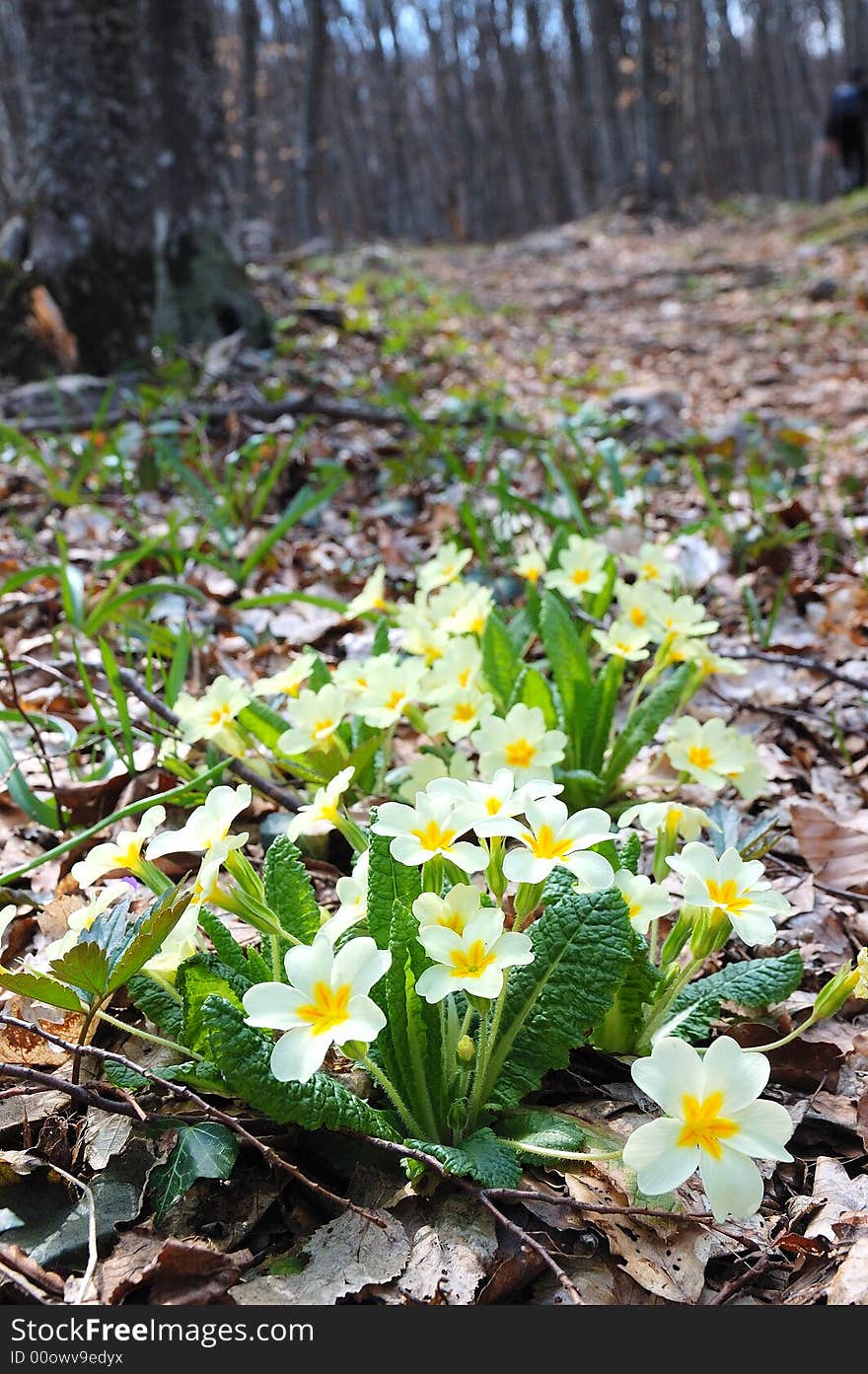 White flowers in the mountains