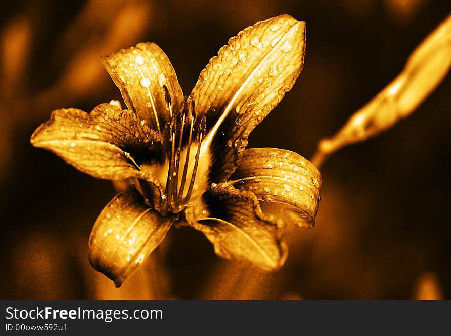 Golden Lily covered with raindrops. Golden Lily covered with raindrops