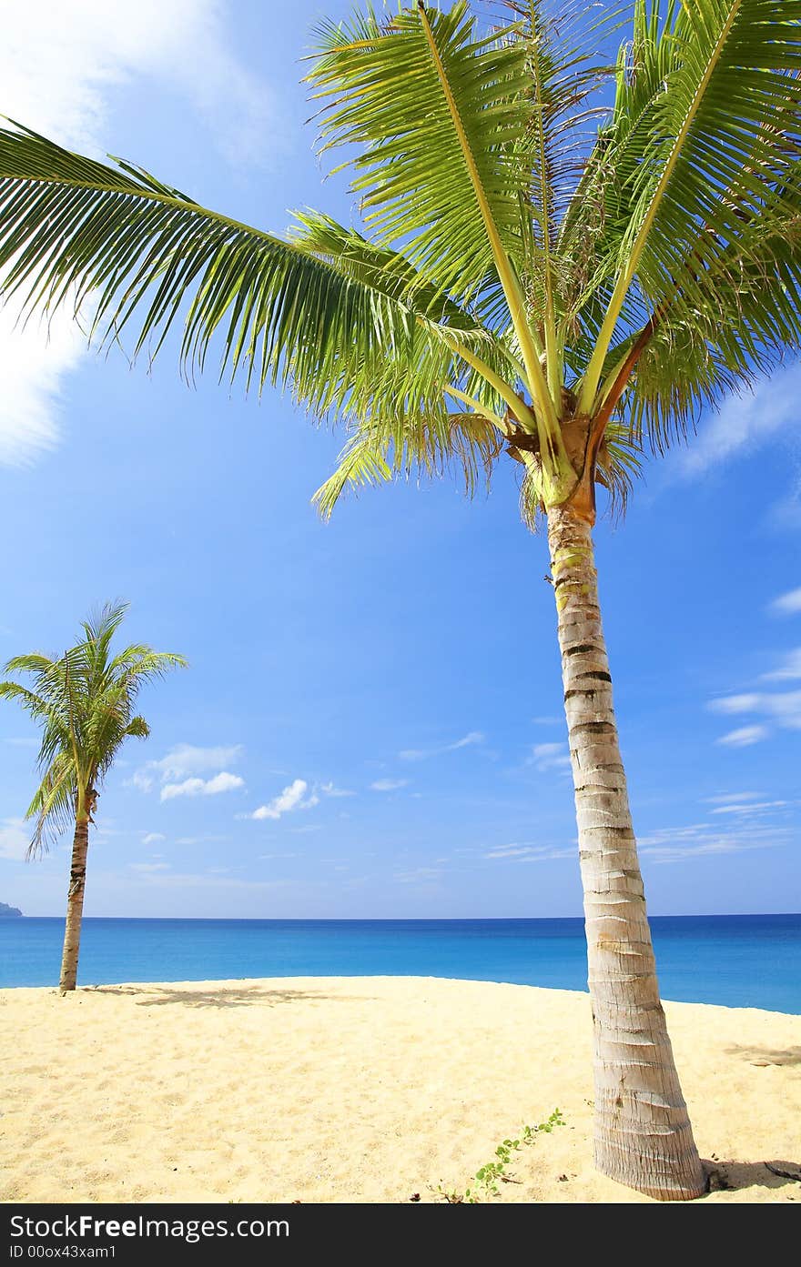 View of nice tropical empty sandy beach with some palms. View of nice tropical empty sandy beach with some palms