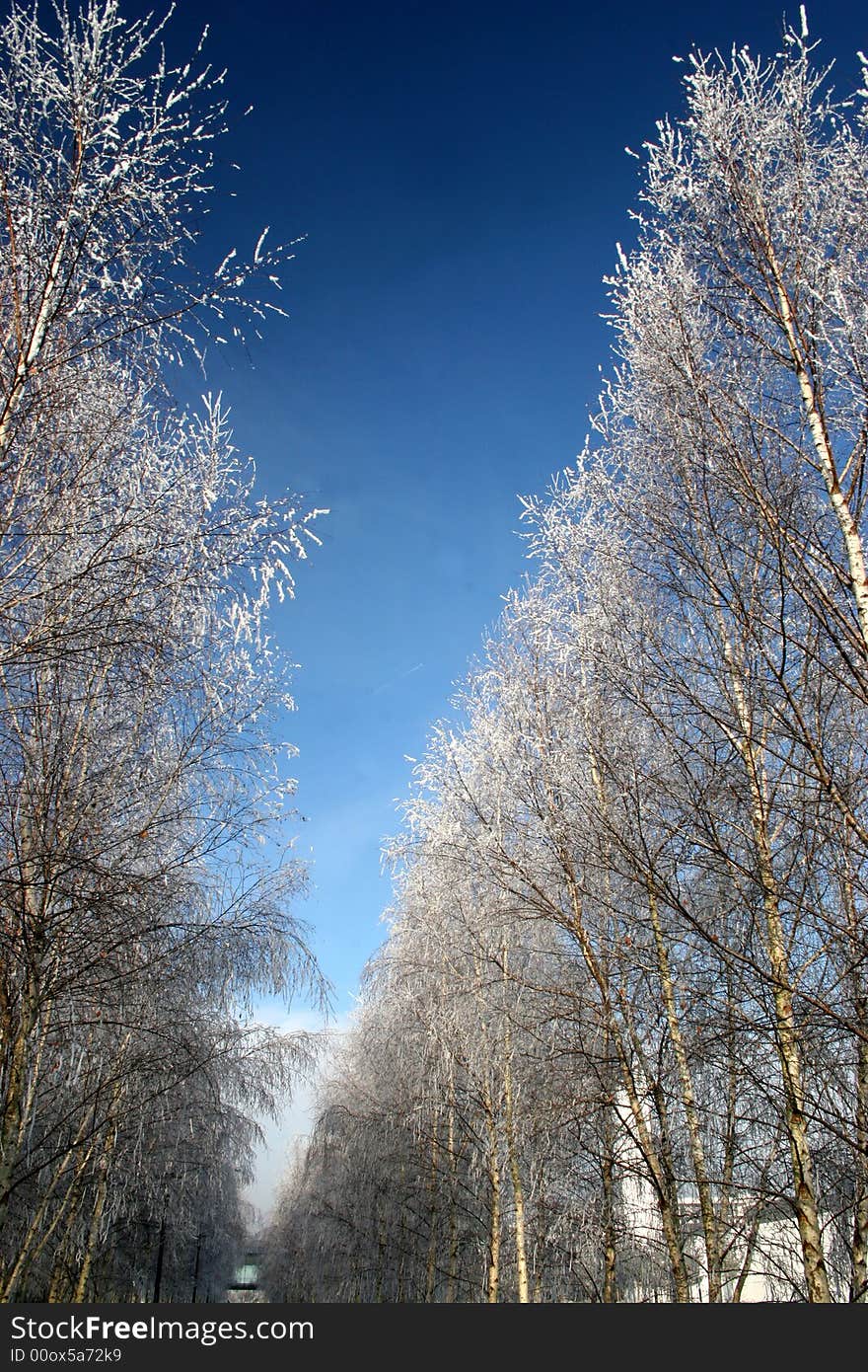 Winter landscape