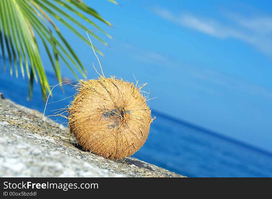 View of lonely fresh coconut on sea shore. View of lonely fresh coconut on sea shore