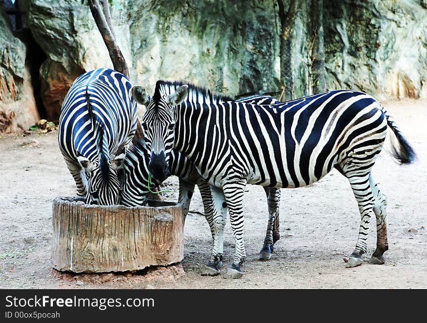 Zebras