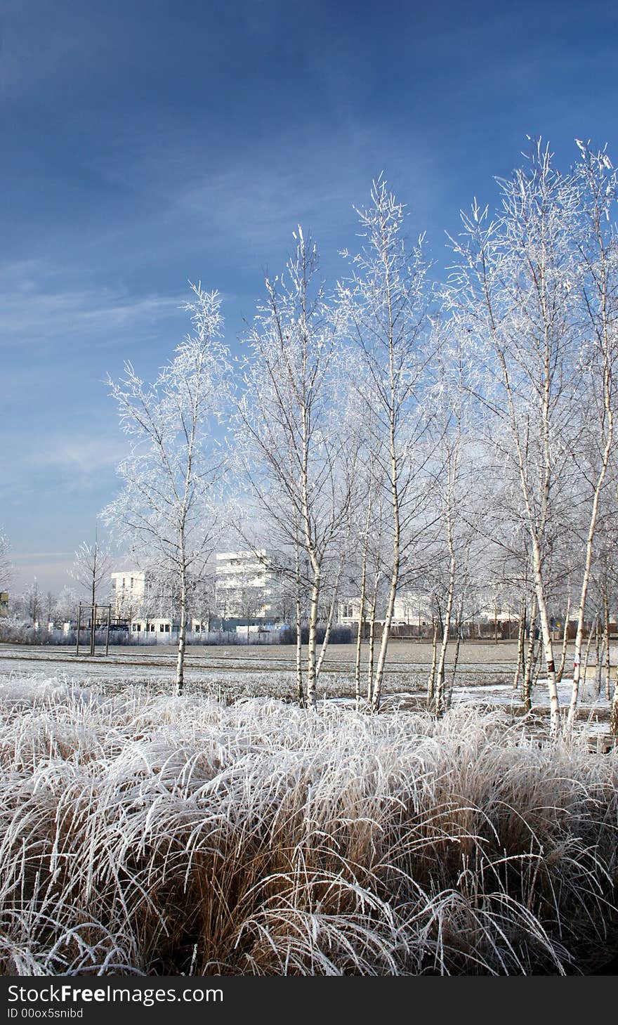 Winter landscape