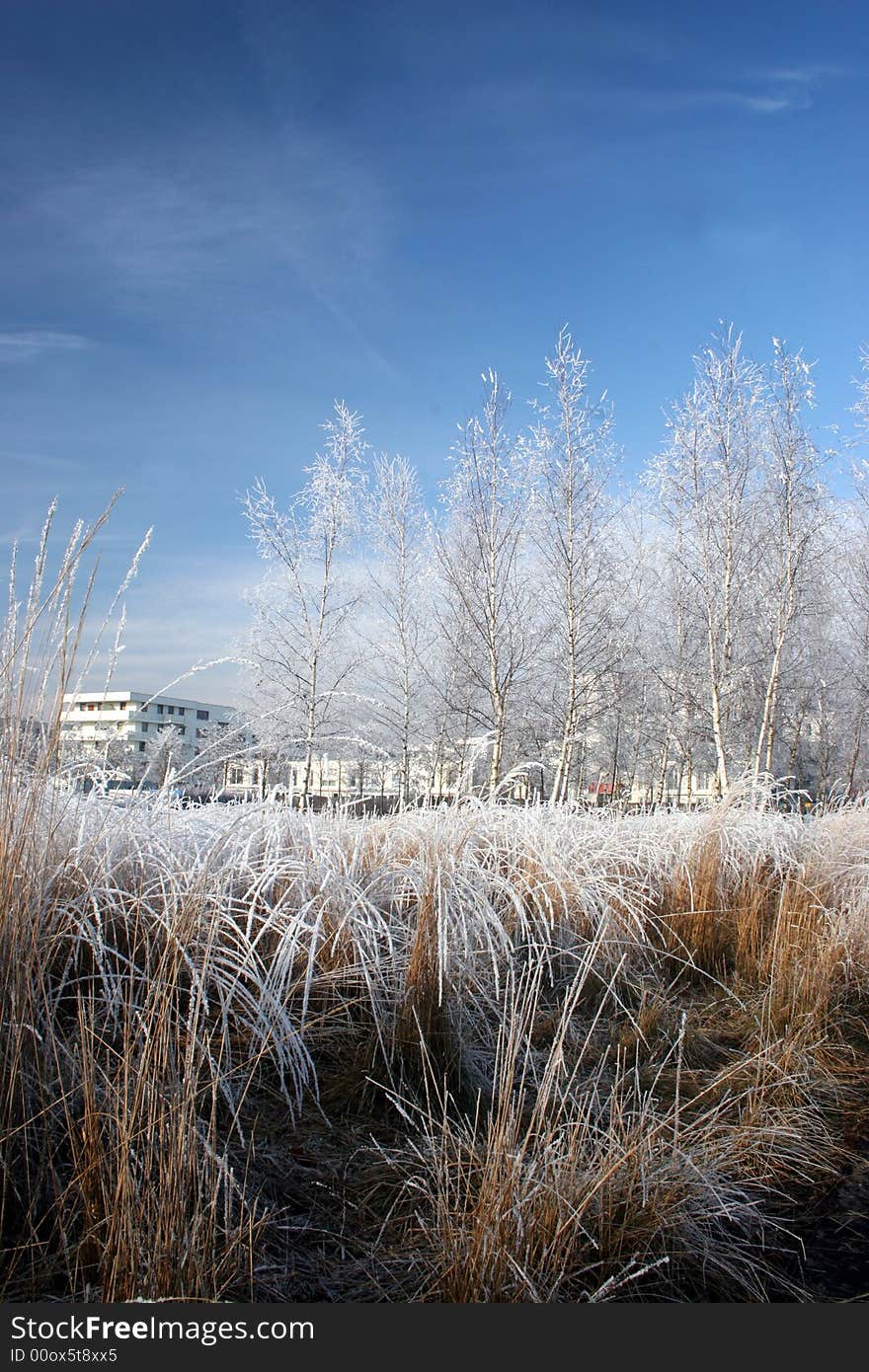 Winter landscape