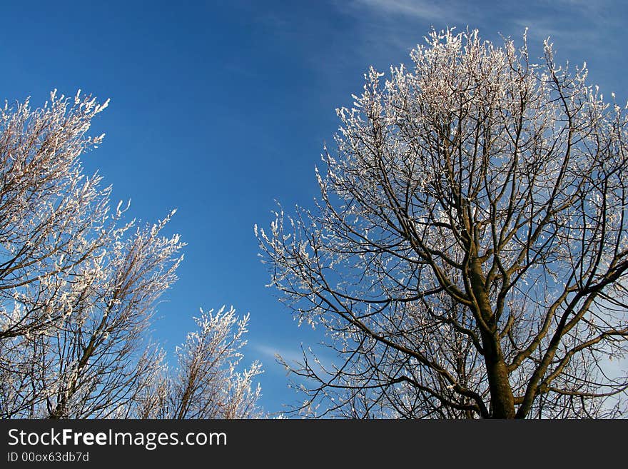 Winter Landscape