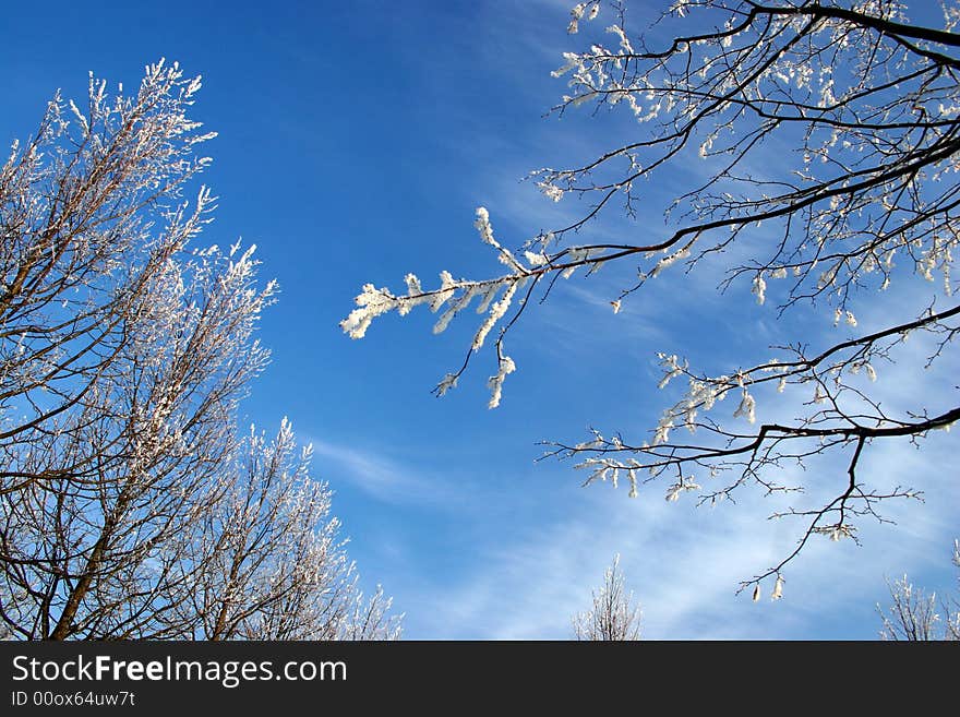 Winter landscape