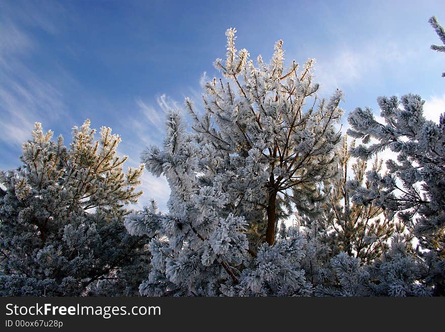 Winter landscape