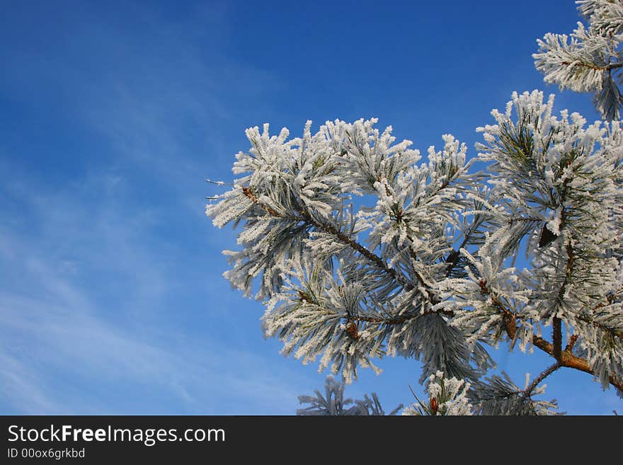 Beautiful conifer branches im winter snow