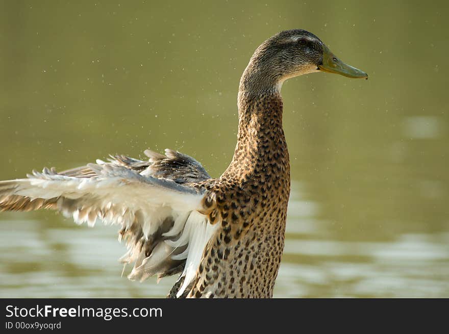 Ducks female raising her wings