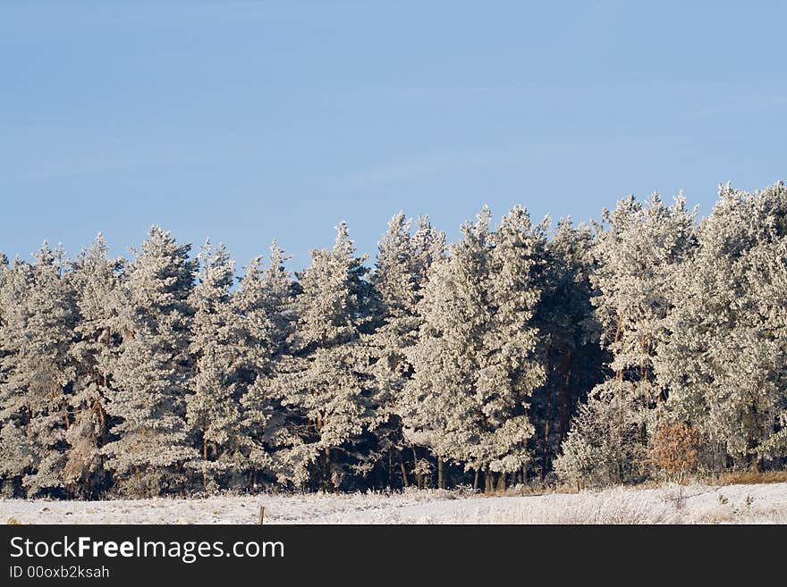 Winter landscape: frozen trees over blue sky