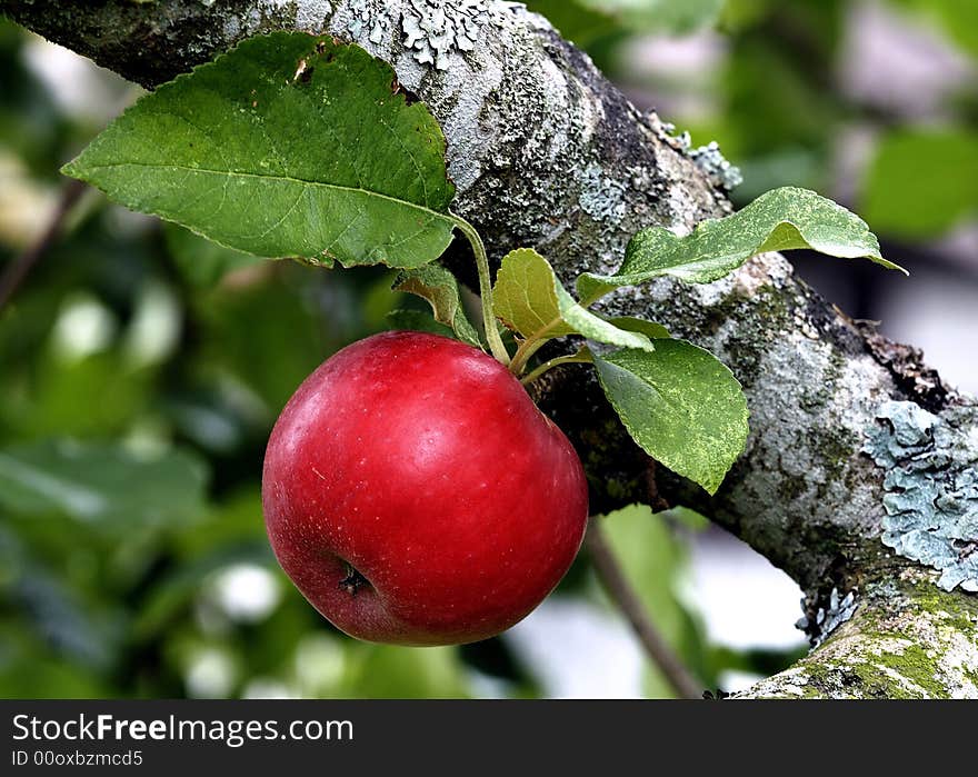 Fresh, juice and sweet red apple. Fresh, juice and sweet red apple