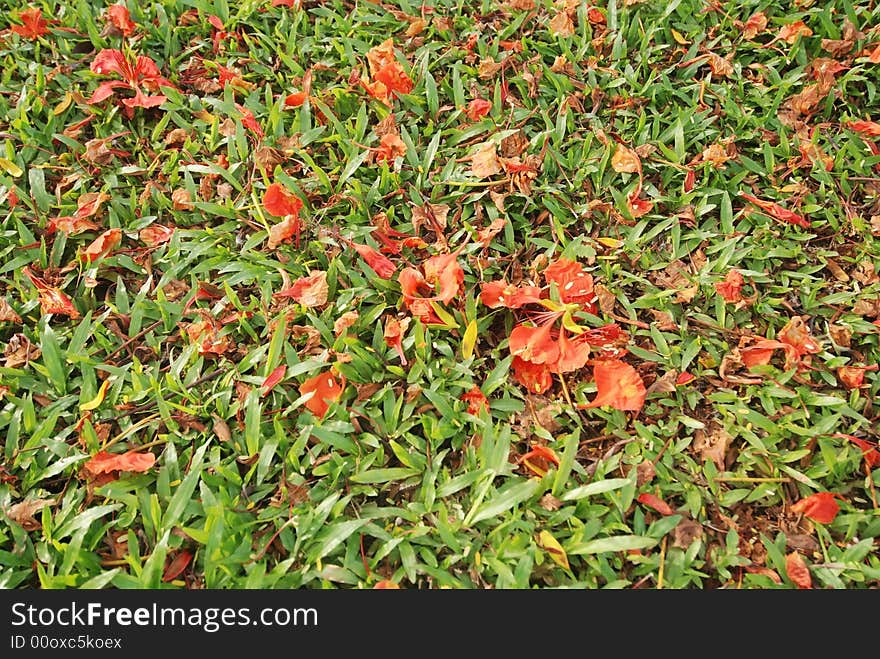 Falling flowers on the grass in the park