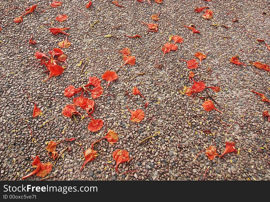 Falling flowers on the walk path in the park