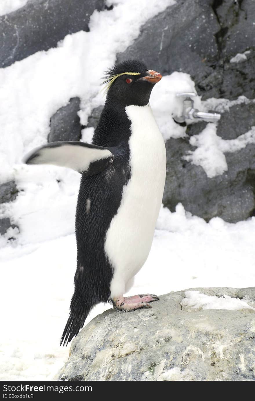 Rockhopper Penguin (Eudyptes chrysocome) against a snow background