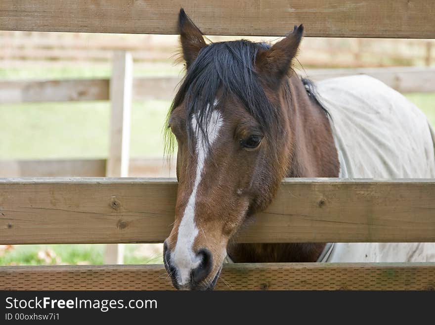 Elegant horse