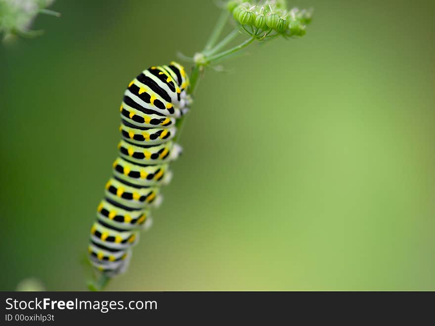 Caterpillar on the plant stem