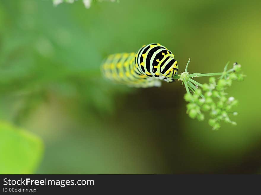 Caterpillar on the plant stem