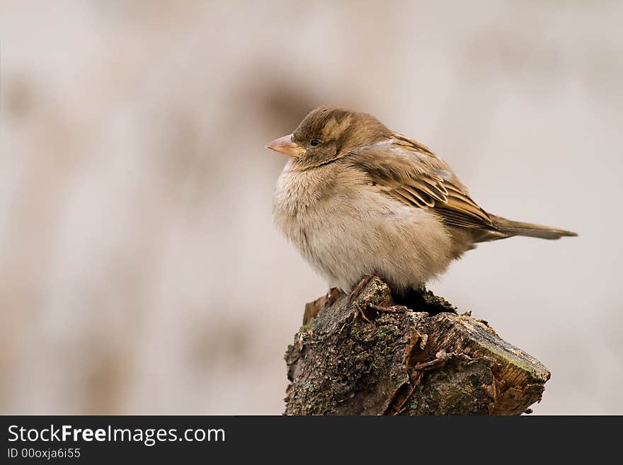 Sparrow (aka Passer Domesticus) On Grey Background