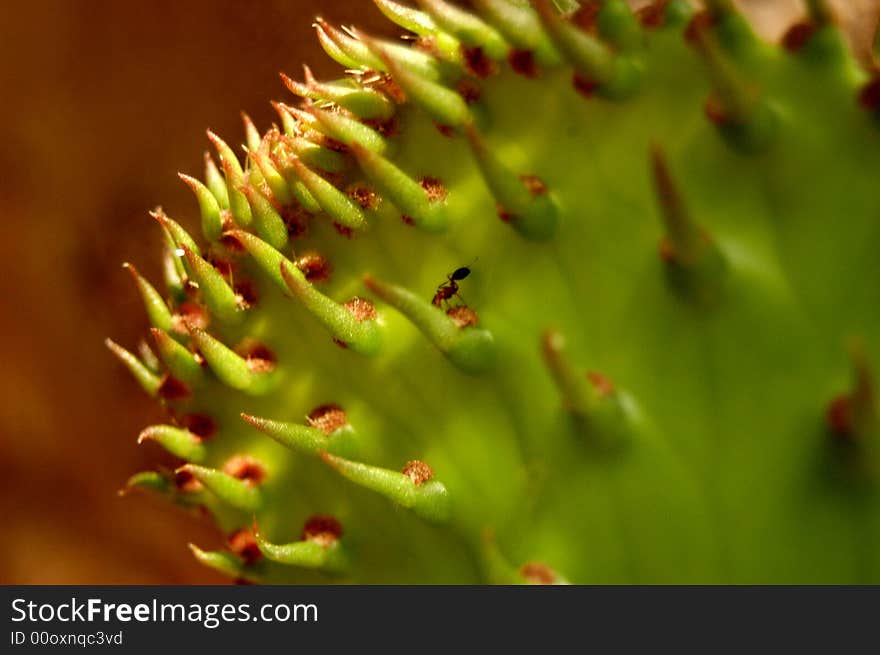 Gorgeous macro of a flower. Gorgeous macro of a flower.