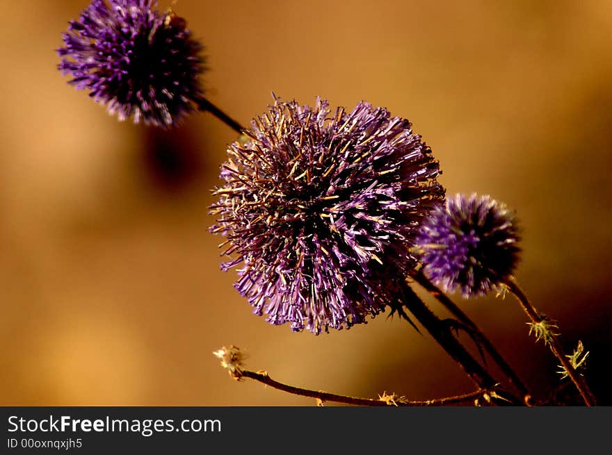 Gorgeous macro of a flower. Gorgeous macro of a flower.