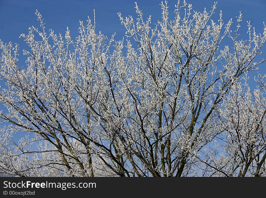 Frost on the branches of the tree. Frost on the branches of the tree