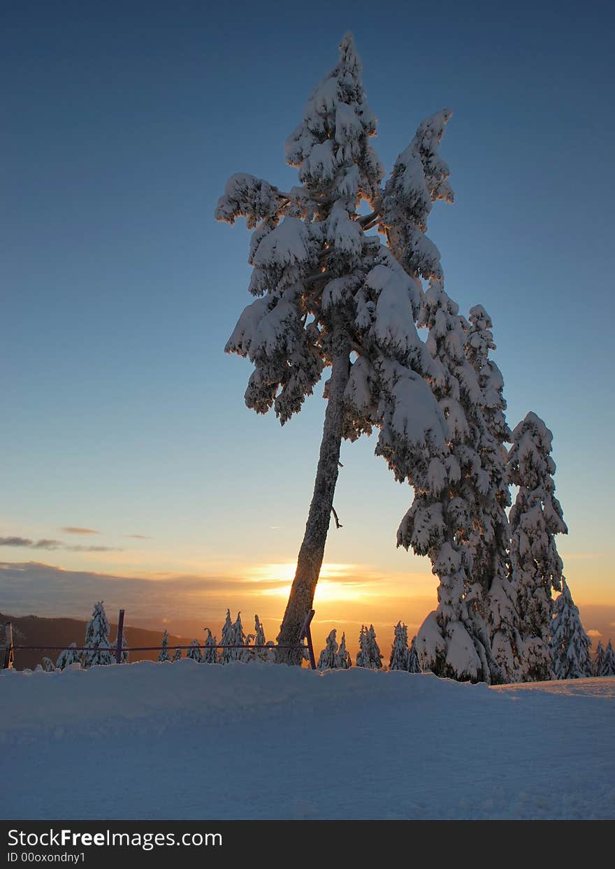 Mt. seymour at sunrise, tree covered with fresh snow