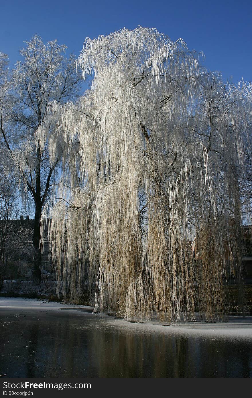 Frost on the branches of the tree. Frost on the branches of the tree