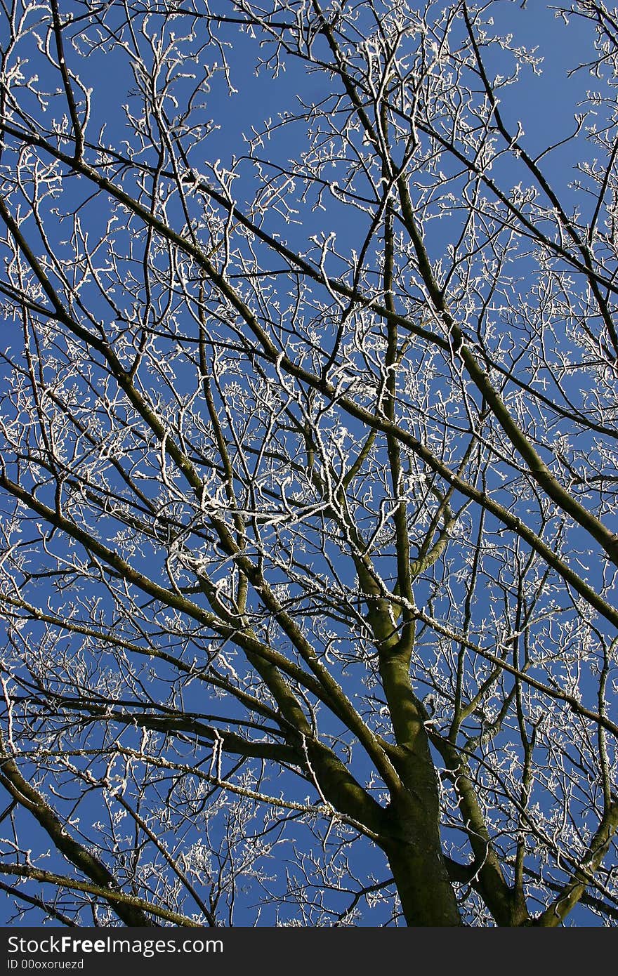 Frost on the branches of the tree. Frost on the branches of the tree