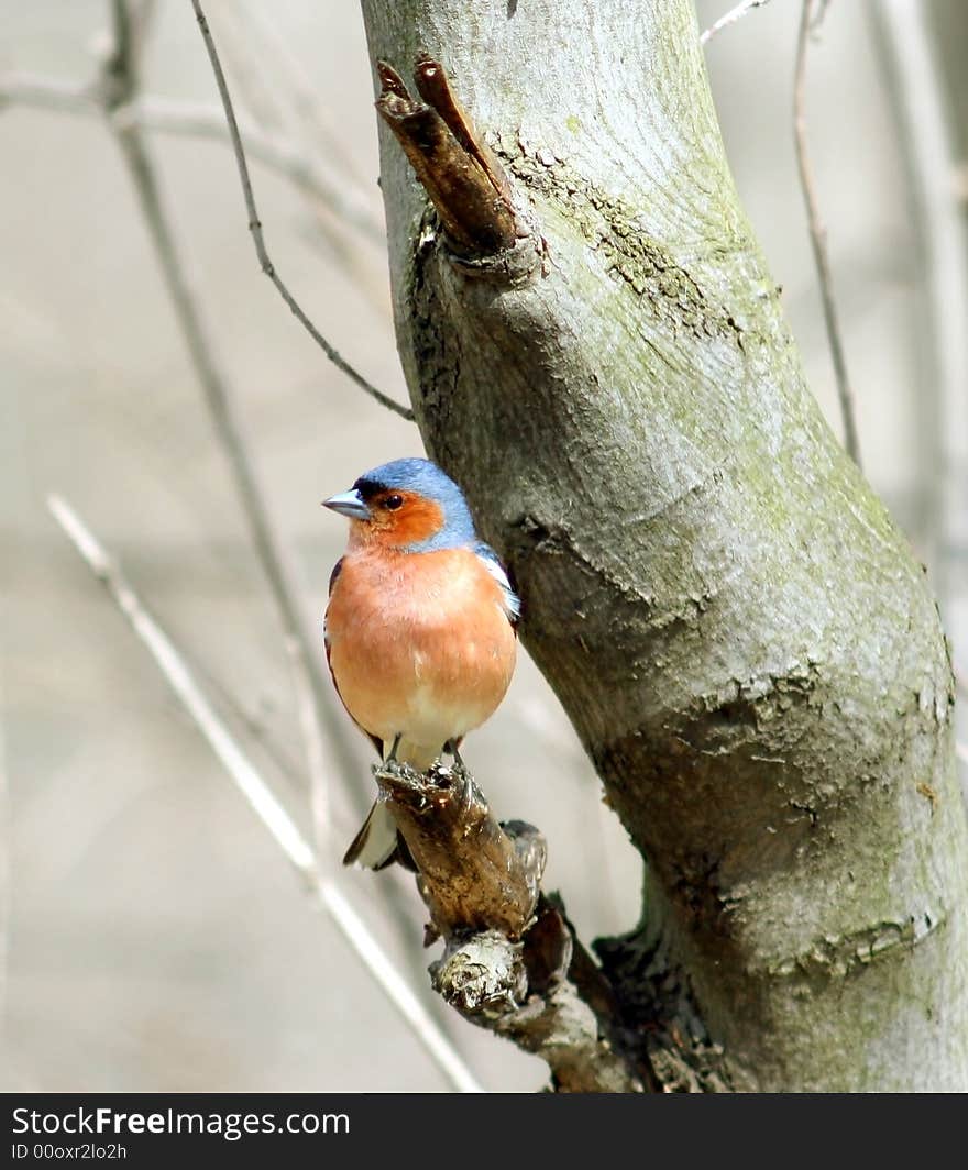 Caffinch ( Fringilla coelebs )