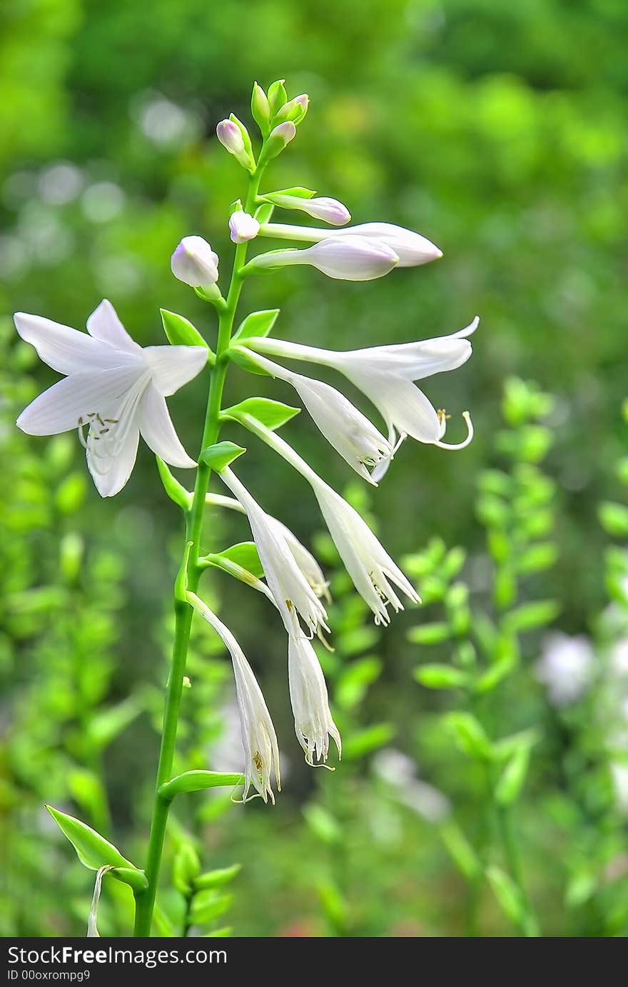 White flower with green background. White flower with green background