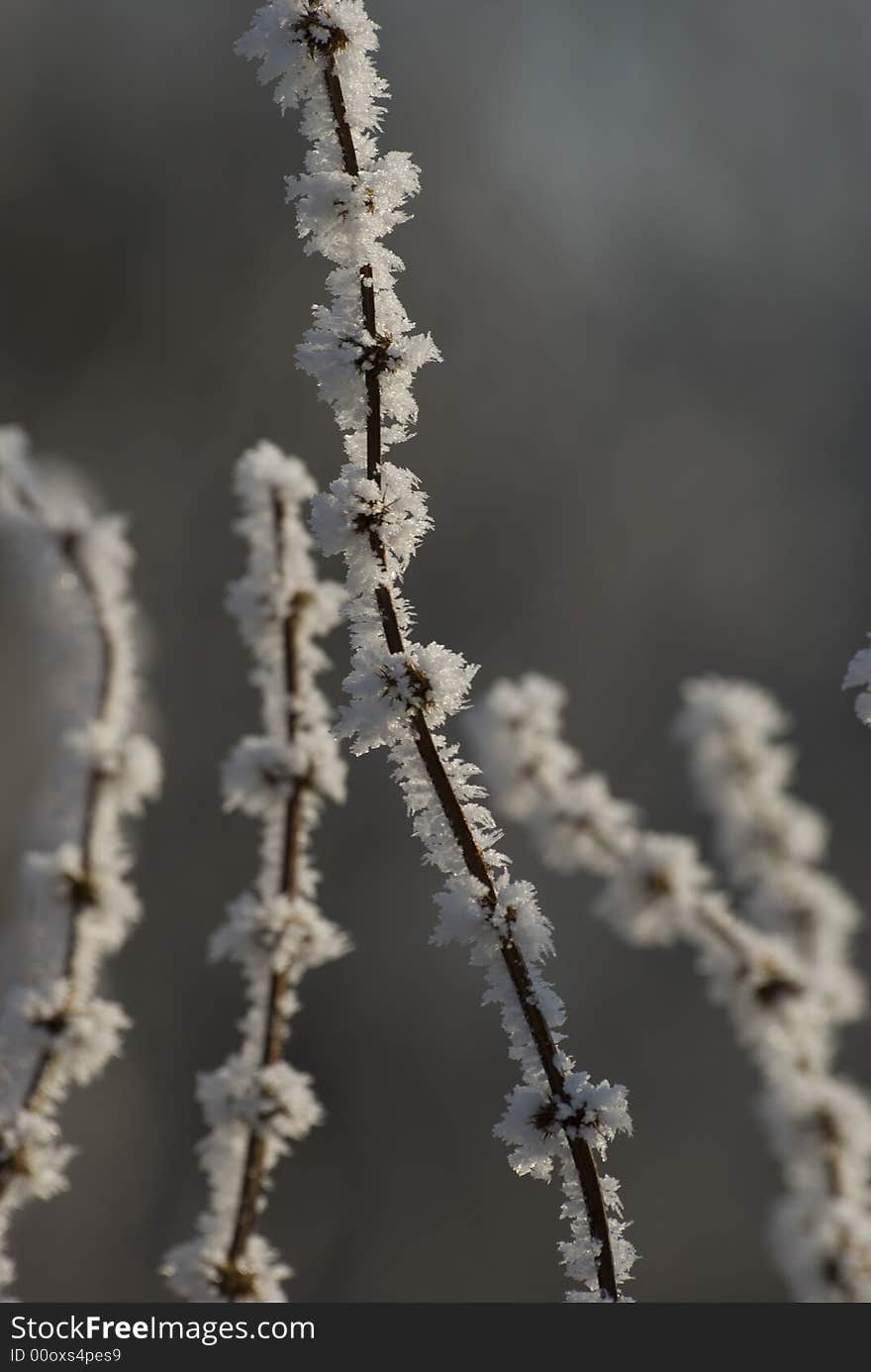 Branches on the side of the river, frozen on a cold winter morning. Branches on the side of the river, frozen on a cold winter morning.