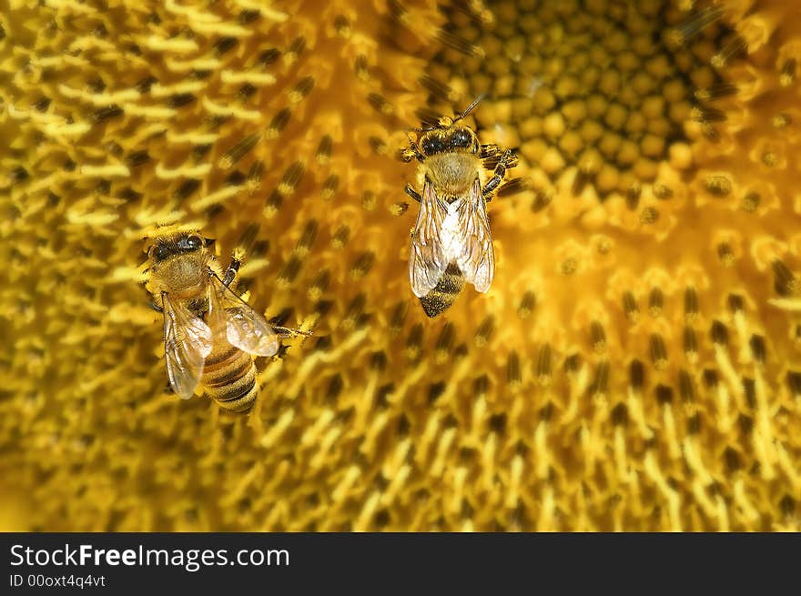 Two bees collecting pollen on sunflower. Two bees collecting pollen on sunflower