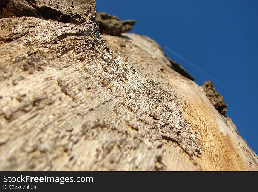 Tree seen from below, sky with a plane above. Tree seen from below, sky with a plane above