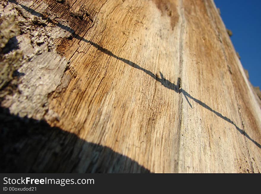 Shade of barbed wire casted on tree. Shade of barbed wire casted on tree