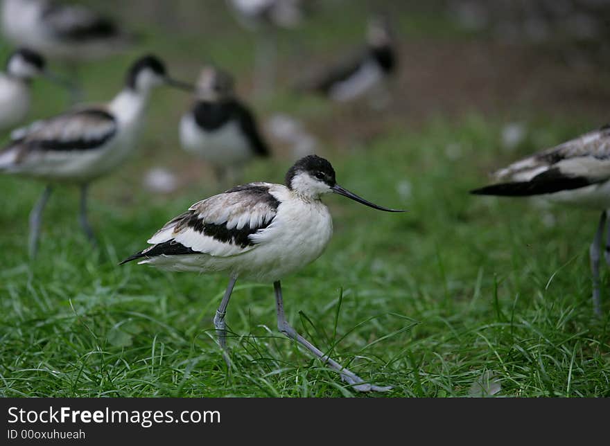 Black-winged stilt